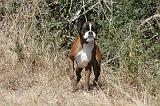 BOXER 072